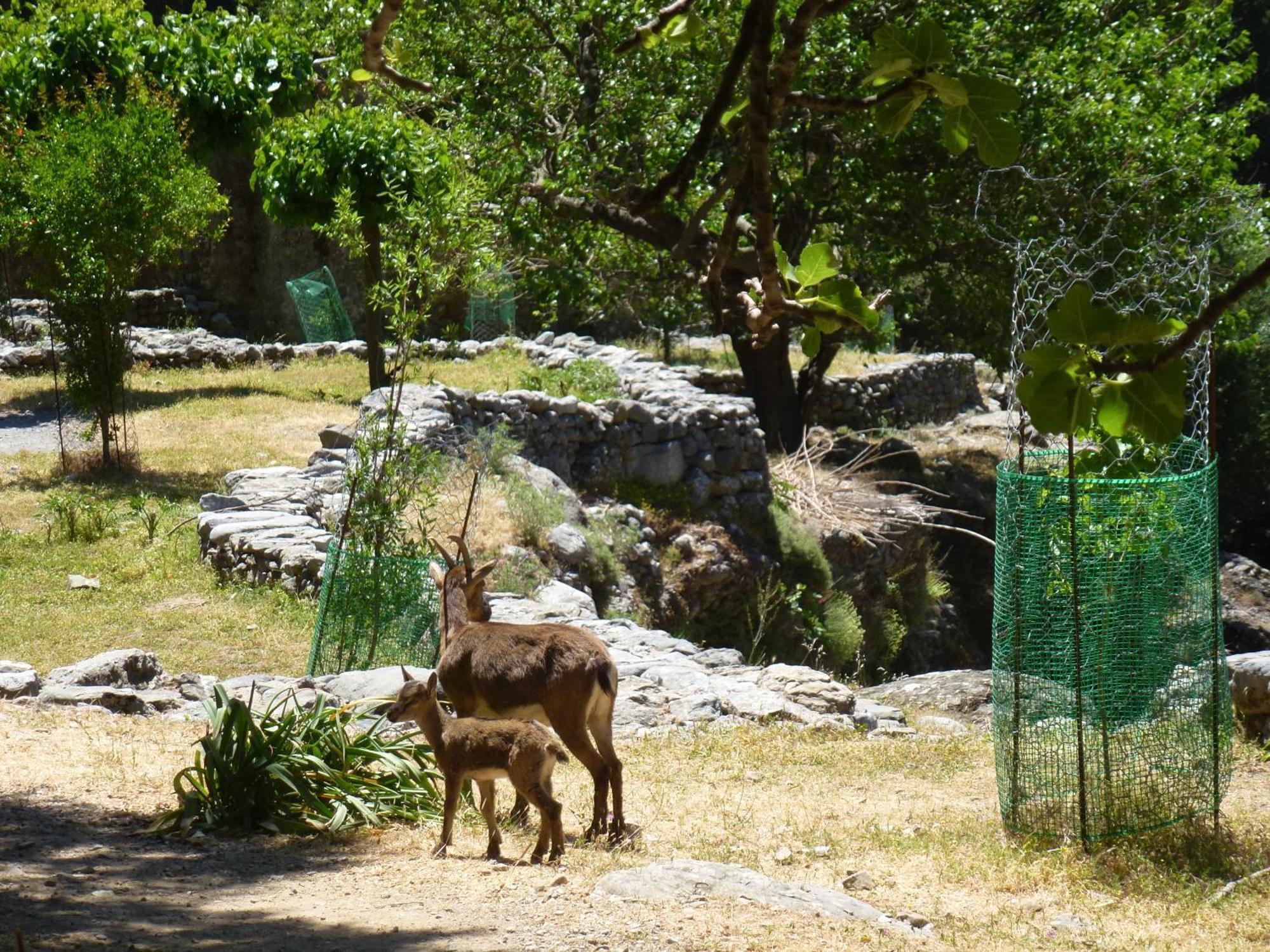 Appartamento Calypso Agia Roumeli Esterno foto